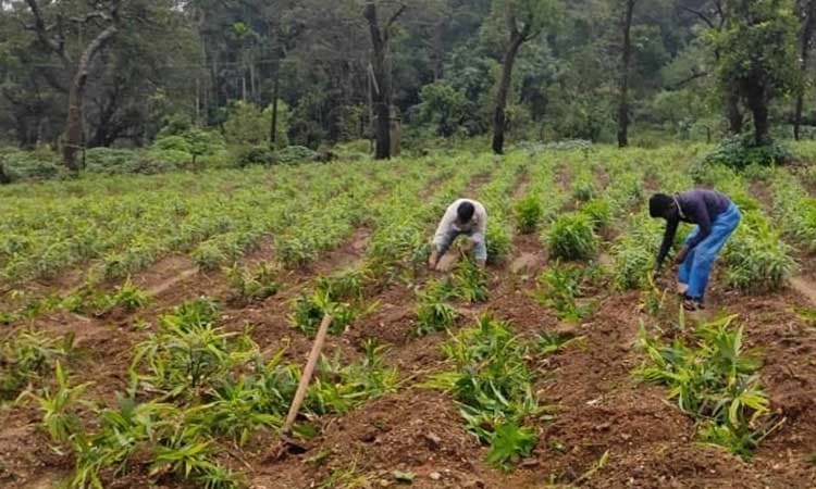 Sagara: ಕಂದಾಯ ಇಲಾಖೆಯಿಂದ ಶುಂಠಿ ಬೆಳೆ ನಾಶ... ಅಧಿಕಾರಿಗಳ ದೌರ್ಜನ್ಯಕ್ಕೆ ಖಂಡನೆ