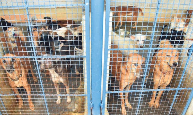 Stray Dogs: ಬೀದಿನಾಯಿ ಆಶ್ರಯಕ್ಕೆ ಬೇಕಿದೆ 100 ಎಕರೆ ಭೂಮಿ