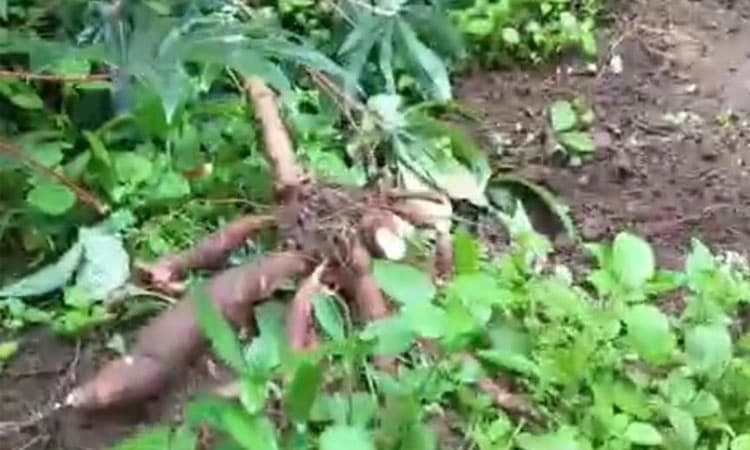 ಮಡಿಕೇರಿ; ಕಾಡಾನೆ ದಾಳಿ: ಮಹಿಳೆ ಪಾರು