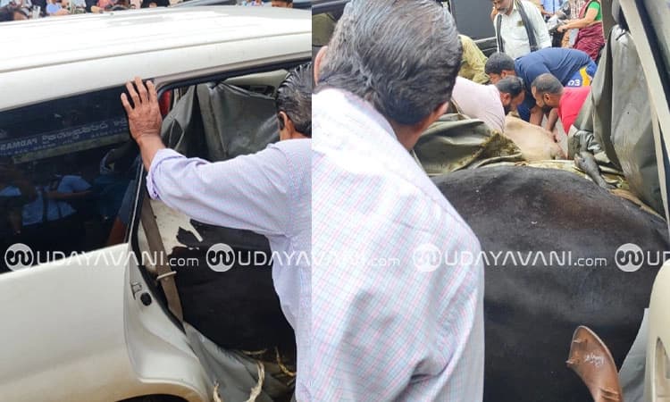 ಕಾರಿನಲ್ಲಿ ಗೋ ಸಾಗಾಟ ಮಾಡುತ್ತಿದ್ದ ವೇಳೆ ಅಪಘಾತ; ಗುರುವಾಯನಕೆರೆಯಲ್ಲಿ ಟ್ರಾಫಿಕ್ ಜಾಮ್