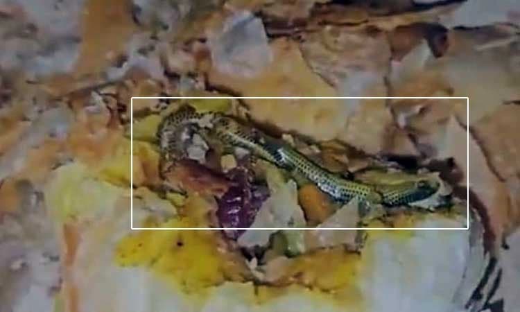 Snake: ಬೇಕರಿಯಲ್ಲಿ ಖರೀದಿಸಿದ ತಿಂಡಿಯಲ್ಲಿ ಹಾವಿನ ಮರಿ ಪತ್ತೆ... ಬೆಚ್ಚಿ ಬಿದ್ದ ಮಹಿಳೆ