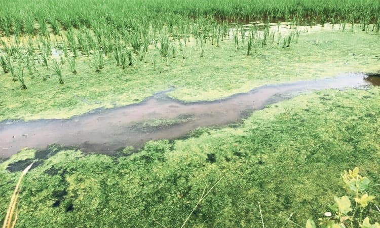 ಕಡಲ ತಡಿಯ ಗದ್ದೆಗಳಲ್ಲಿ ಹೆಚ್ಚುತ್ತಿರುವ ಪಾಚಿ; ಅಪಾರ ಪ್ರಮಾಣದಲ್ಲಿ ಬೆಳೆ ನಾಶ
