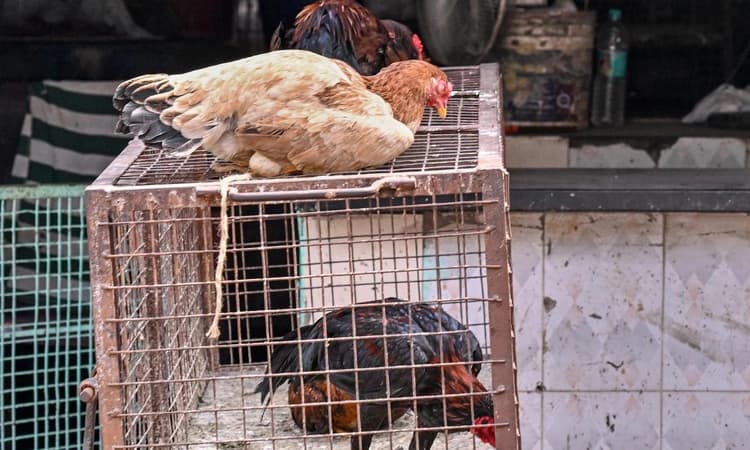 Krishna Janmashtami :ಆ.16ರಂದು ಮಾಂಸ ಮಾರಾಟ ನಿಷೇಧಿಸಿ ಬಿಬಿಎಂಪಿ ಆದೇಶ