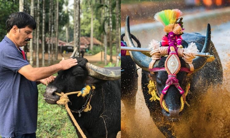 Kambala Buffalo: ಕರೆ ಬಿಟ್ಟು ಬಾರದೂರಿಗೆ ಸಾಗಿದ ಕಂಬಳದ ಚಿನ್ನ ಕೊಳಚೂರು ಕೊಂಡೊಟ್ಟು ಚೆನ್ನ