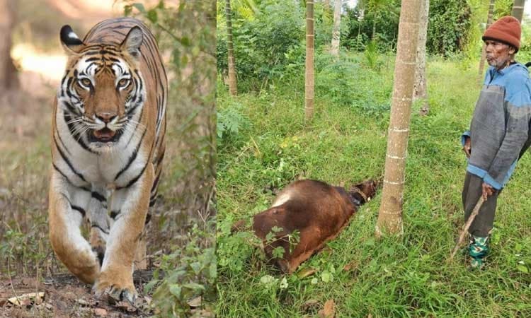 Hunasur: ದನಗಾಹಿಗಳ ಕಣ್ಣೆರದುರೇ ಹಸುವಿನ ಮೇಲೆ ಹುಲಿ ದಾಳಿ