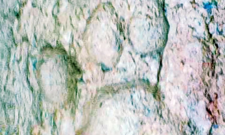 ಕುದ್ಯಾಡಿ ಗ್ರಾಮದಲ್ಲಿ ಮತ್ತೆ ಚಿರತೆ ಹಾವಳಿ ಸಾಕು ನಾಯಿಯನ್ನು ಹೊತ್ತೂಯ್ದ ಚಿರತೆ