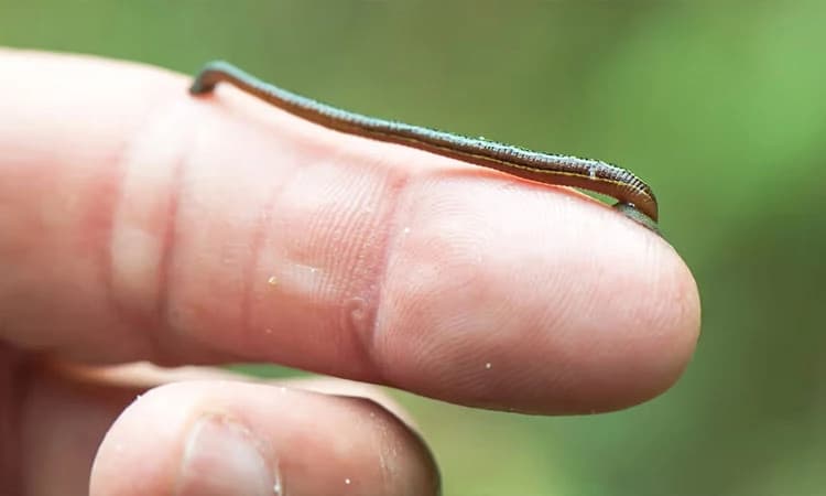 Leech: ಇಂಬಳ ಕಲಿಸಿದ ಬದುಕಿನ ಪಾಠ