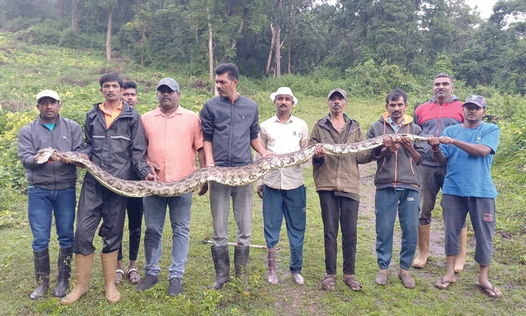 ಅಂಗನವಾಡಿ ಬಳಿ ಕಾಣಿಸಿಕೊಂಡ ಹೆಬ್ಬಾವು; ಸುರಕ್ಷಿತವಾಗಿ ಅರಣ್ಯಕ್ಕೆ ಬಿಡುವಲ್ಲಿ ಯಶಸ್ವಿ 