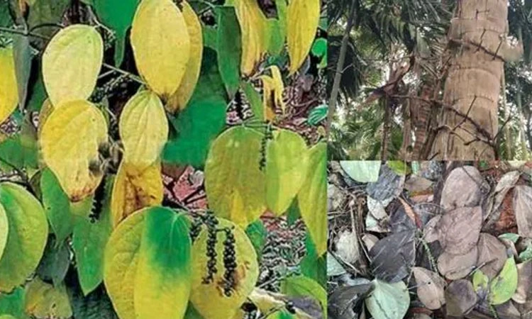 Agriculture: ಕರಾವಳಿ ಕೃಷಿ ಕಥೆ; ಕೈ ಹಿಡಿದಿದ್ದ ಕಾಳುಮೆಣಸಿಗೂ ಕಾಡುತ್ತಿದೆ "ಕೊಳೆರೋಗ'!