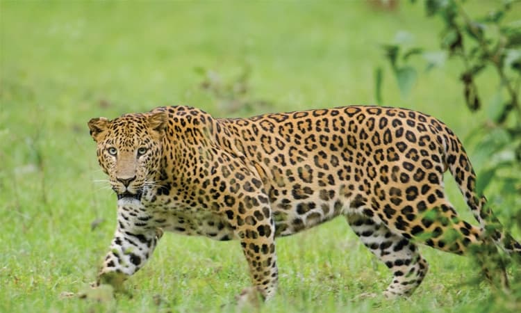 ಕಬ್ಬಿಣದ ಗೂಡನ್ನು ಕೆಡಹಿ ಜರ್ಮನ್‌ ಶಫರ್ಡ್‌ ನಾಯಿಯನ್ನು ಸೆಳೆದೊಯ್ದ ಚಿರತೆ