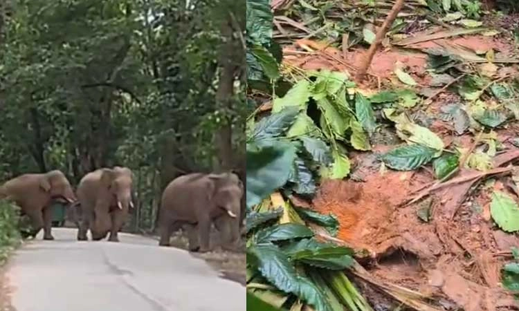 Mudigere: ಕಾಡಾನೆ ರೌಂಡ್ಸ್... ಕಾಫಿ ತೋಟ ಪುಡಿ ಪುಡಿ... ಕಾರ್ಮಿಕರು, ಸ್ಥಳೀಯರಲ್ಲಿ ಆತಂಕ