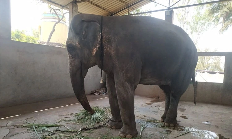 Vantara: ಸುಪ್ರೀಂ ಕೋರ್ಟ್ ಆದೇಶದಂತೆ ಹೆಣ್ಣಾನೆ ಮಾಧುರಿ ಸ್ಥಳಾಂತರ; ಸ್ಪಷ್ಟನೆ ನೀಡಿದ ವನತಾರ