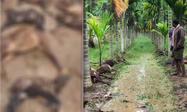 Davanagere: ಕುರಿ ಹಿಂಡಿನ ಮೇಲೆ ಚಿರತೆ ದಾಳಿ... 21 ಕುರಿ ಸಾ*ವು