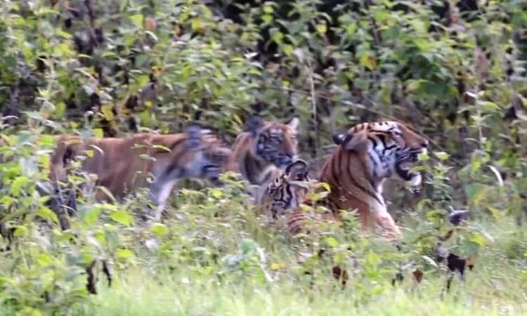 Bandipur: ನಾಲ್ಕು ಮರಿಗಳ ಜೊತೆ ಪ್ರವಾಸಿಗರಿಗೆ ದರ್ಶನ ನೀಡಿದ ಹುಲಿ