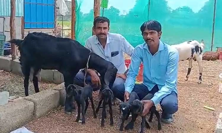 ನಾಲ್ಕು ಮರಿಗೆ ಜನ್ಮ ನೀಡಿದ ಆಡು... ಮಾಲೀಕ ಸಂತಸ