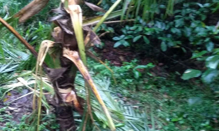 ಮಡಪ್ಪಾಡಿ: ಕಾಡಾನೆ ದಾಳಿ; ಕೃಷಿ ನಾಶ