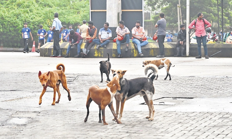 Mangaluru: ನಾಯಿಗಳಿಗೆ ಹೆದರಿಕೊಂಡು ಓಡಾಡುವ ಸ್ಥಿತಿ ಬಂದಿದೆ!