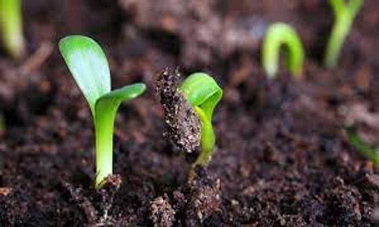 ಸಾವಯವ ಕೃಷಿಯ ಧಾನ್ಯ-ತರಕಾರಿ ಸೇವಿಸಿ: ಕಾಡಸಿದ್ದೇಶ್ವರ ಮಹಾಸ್ವಾಮಿ