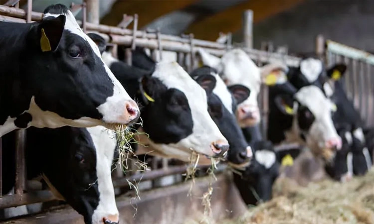 ಭಾರತದ ಕ್ಷೀರಕ್ರಾಂತಿ; ಯಶಸ್ಸಿನ ಹಾದಿಯಲ್ಲಿ ಕೇಂದ್ರದ ರಾಷ್ಟ್ರೀಯ ಗೋಕುಲ್‌ ಮಿಷನ್‌