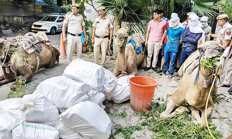 ಒಂಟೆಗಳನ್ನು ಬಳಸಿ ದಿಲ್ಲಿಗೆ ಅಕ್ರಮ ಮದ್ಯ ಸಾಗಣೆ!