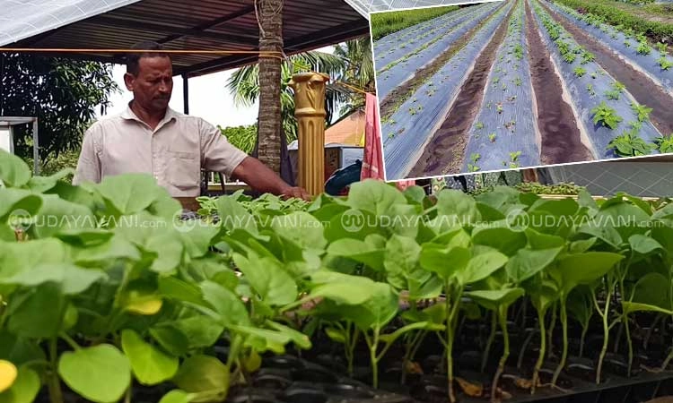 Mattu Gulla: ಮಟ್ಟುಗುಳ್ಳ ಬೆಳೆ ಬೆಳೆಯುವುದು 20-20 ಕ್ರಿಕೆಟ್ ಆಟದಂತೆ