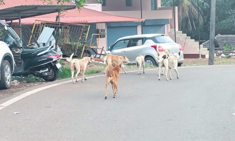 ಬಂಟ್ವಾಳ ಪರಿಸರದಲ್ಲಿ ಹೆಚ್ಚಿದೆ ಬೀದಿ ನಾಯಿಗಳ ಹಾವಳಿ