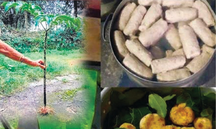 ಆಟಿ ಅಮಾವಾಸ್ಯೆಯ ವಿಶೇಷ: ರುಚಿಕರ ಕಾಡು ಕೇನೆ ಪುಂಡಿ!