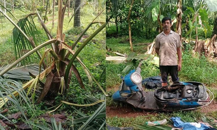 ಮಡಪ್ಪಾಡಿ: ಕೃಷಿ ತೋಟಕ್ಕೆ ಲಗ್ಗೆ ಇಟ್ಟ ಕಾಡಾನೆ; ಅಪಾರ ಹಾನಿ