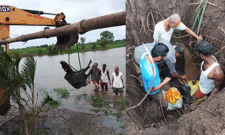 Chikkodi: ದೂಧಗಂಗಾ ಪ್ರವಾಹದಲ್ಲಿ ತೇಲಿ ಬಂದ ಮೃ*ತ ಆಕಳಿಗೆ ಸ್ಥಳೀಯರಿಂದ ಅಂತ್ಯಸಂಸ್ಕಾರ