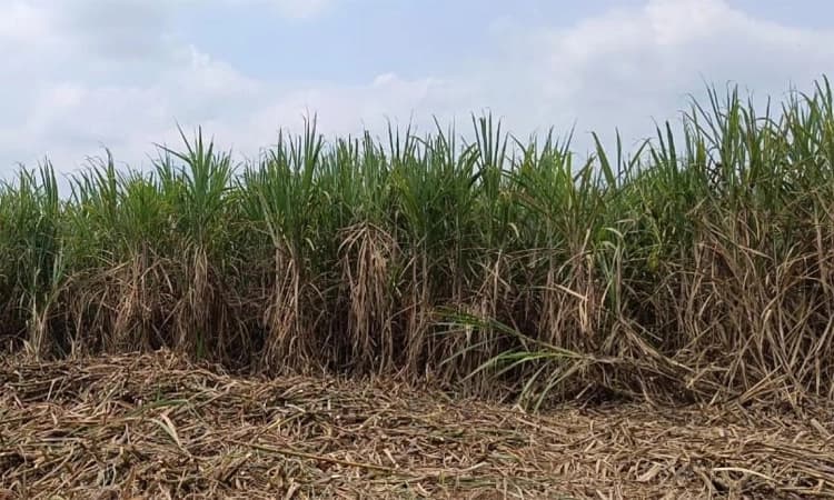 Hemmadi: ಚೌತಿ ಸ್ವಾಗತಕ್ಕೆ ಬೆಳೆದು ನಿಂತ ಕಬ್ಬು-ಲಾಭದ ನಿರೀಕ್ಷೆ