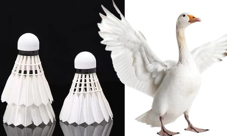 Shuttle Badminton: ಹಂದಿ ಮಾಂಸ ಟ್ರಬಲ್‌, ಶಟಲ್‌ ಬೆಲೆ ಡಬಲ್‌!