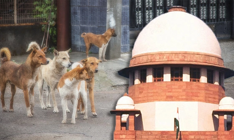 Stray Dogs: ಲಸಿಕೆ ಹಾಕಿಸಿ ಬಿಡಿ…: ಬೀದಿ ನಾಯಿ ಪ್ರಕರಣದ ತೀರ್ಪು ಸಡಿಲಿಸಿದ ಸುಪ್ರೀಂ ಕೋರ್ಟ್