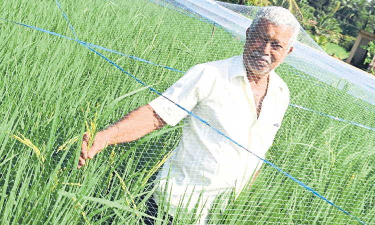 Katpadi: ಕುವೈಟ್‌ಗೂ ಹೋಗುತ್ತಿದೆ ಮಟ್ಟು ಗದ್ದೆಯ ಭತ್ತದ ತೆನೆ!