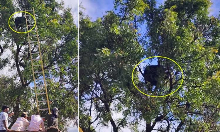 Rescue: ಆಹಾರ ಅರಸಿ ಗ್ರಾಮಕ್ಕೆ ಬಂದು ನಾಯಿಗಳಿಗೆ ಹೆದರಿ ಮರವೇರಿ ಕುಳಿತ ಕರಡಿ...
