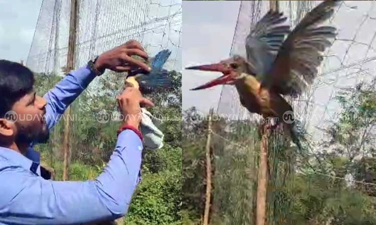 Rescue: ಮಲ್ಯಾಡಿಯಲ್ಲಿ ಬಲೆಗೆ ಸಿಲುಕಿರುವ 'ಕಿಂಗ್‌ಫಿಶರ್' ಪಕ್ಷಿಯ ರಕ್ಷಣೆ