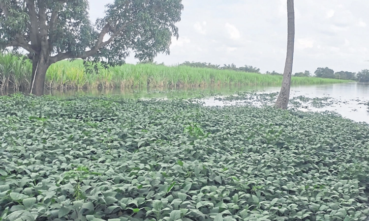 Mudhol: ಘಟಪ್ರಭೆ ಇಳಿಮುಖ-ಕೃಷ್ಣೆ ಯಥಾಸ್ಥಿತಿ