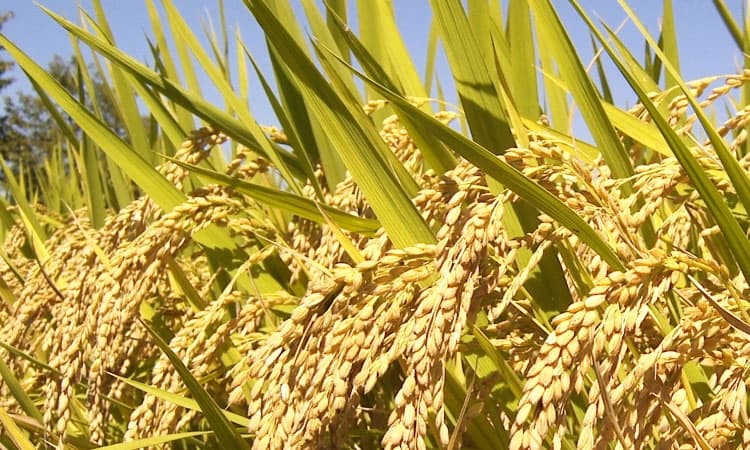 Udupi; ನಿರಂತರ ಮಳೆ: ಭತ್ತ ಬೆಳೆಗಾರರಲ್ಲಿ ಕಳೆ ಬಾಧೆ, ರೋಗದ ಆತಂಕ