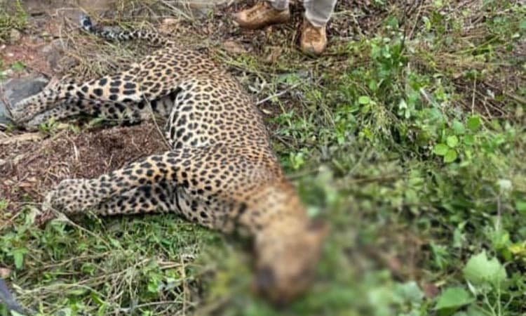 ಚಿಕ್ಕಮಗಳೂರು: ಕಡೂರಿನ ಮದಗದ ಕೆರೆ ಬಳಿ ಚಿರತೆ ಕಳೇಬರ ಪತ್ತೆ