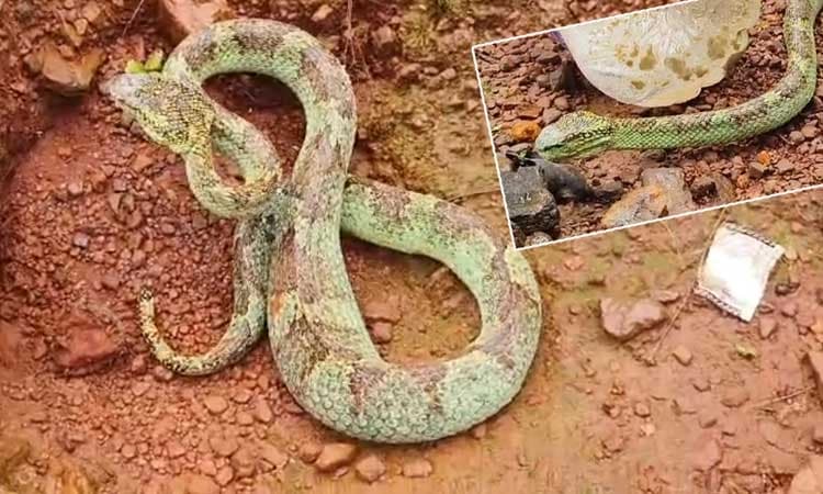 Malabar pit viper: ಉರಗ ಸಂತತಿಯಲ್ಲೇ ಅಪರೂಪದ ಉರಗ ಕಾಫಿನಾಡಲ್ಲಿ ಪತ್ತೆ