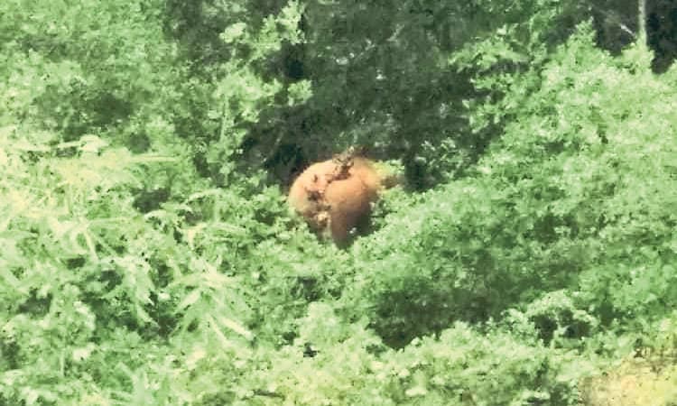 Puttur: ನಿಲ್ಲದ ಕಾಡಾನೆಗಳ ಉಪಟಳ: ದೇರ್ಲ ಪರಿಸರದಲ್ಲಿ ಮತ್ತೆ ಕಾಡಾನೆ ಪ್ರತ್ಯಕ್ಷ; ಆತಂಕ