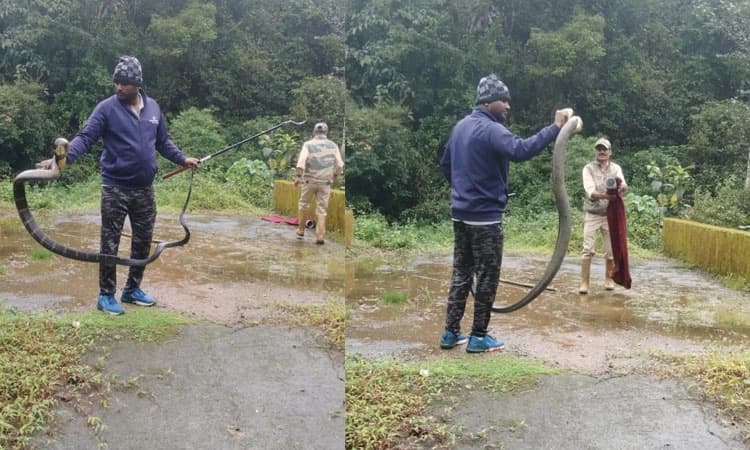 ಸಕಲೇಶಪುರ: ಬೃಹತ್ ಗಾತ್ರದ ಕಾಳಿಂಗ ಸರ್ಪ ಸೆರೆ