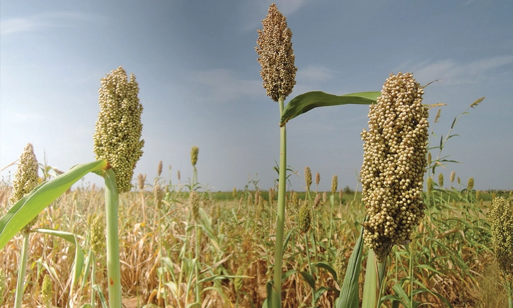 Bidar: ಗಡಿನಾಡು ಬೀದರ ಈಗ  'ಸೋಯಾ'ಮಯ