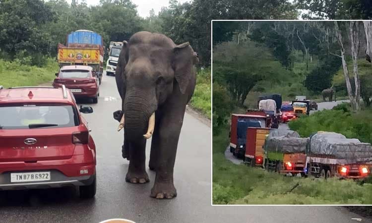 Bandipur: ದಿಢೀರ್ ವಾಹನ ತಪಾಸಣೆಗೆ ಇಳಿದ ಒಂಟಿ ಸಲಗ... ವಾಹನ ಸವಾರರು ಕಂಗಾಲು