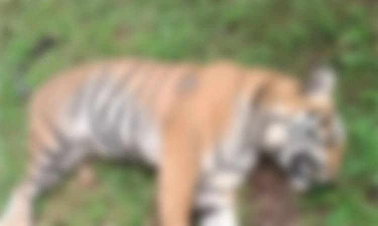 ಭದ್ರಾ ಅಭಯಾರಣ್ಯದಲ್ಲಿ  7 ವರ್ಷದ ಹುಲಿ ಶವ ಪತ್ತೆ