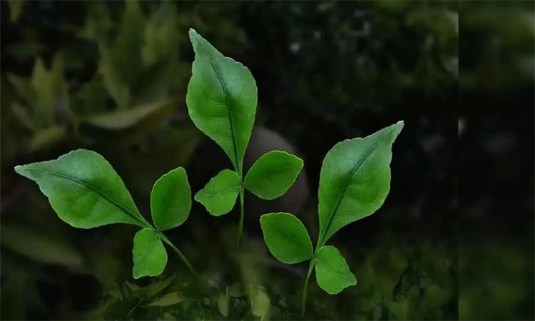 Indian bael leaves: ಶಿವನ ಪೂಜೆಗೆ ಮಾತ್ರವಲ್ಲ; ಆರೋಗ್ಯಕ್ಕೂ ಉತ್ತಮ ಬಿಲ್ವಪತ್ರೆ