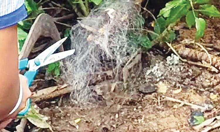 ಹಾವಿನ ಜೀವ ಉಳಿಸಿದ ಹೈಸ್ಕೂಲ್‌ ಹುಡುಗಿ!