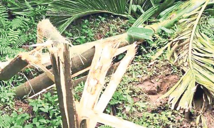 Subrahmanya: ಕೃಷಿ ತೋಟಕ್ಕೆ ಕಾಡಾನೆ ಹಿಂಡು ಲಗ್ಗೆ