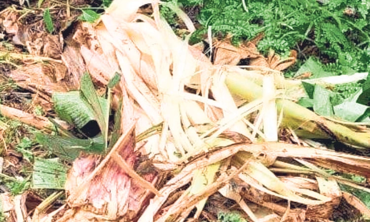 Aranthodu ಕಾಡಾನೆ ದಾಳಿ; ಕೃಷಿಗೆ ಹಾನಿ