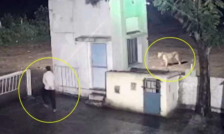 Video: ನಡುರಾತ್ರಿ ಅಚಾನಕ್ಕಾಗಿ ವ್ಯಕ್ತಿ - ಹುಲಿ ಎದುರುಬದುರಾದಾಗ.. ಬೆಚ್ಚಿ ಬೀಳಿಸುವ ಘಟನೆ