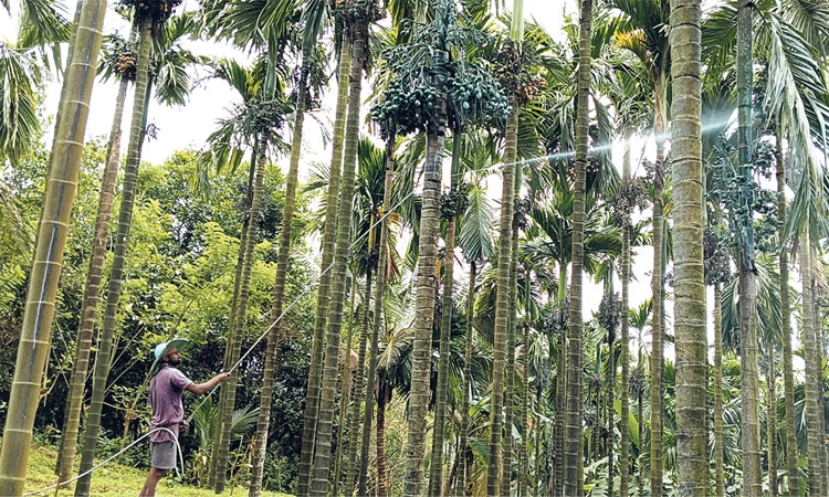 ಮಳೆ ವಿರಾಮದಿಂದ ಬಿಸಿಲಿನ ಸ್ಥಿತಿ; ಭರದಿಂದ ಸಾಗಿದೆ ಅಡಿಕೆ ತೋಟಗಳಿಗೆ ಔಷಧ ಸಿಂಪಡಣೆಯ ಕಾರ್ಯ